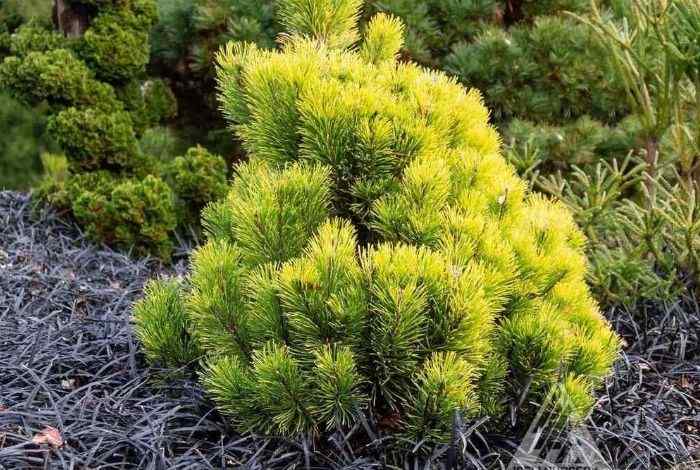 Evergreen Shrubs for Front of House (Zone 9)