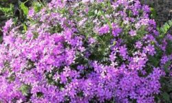 Fast-Growing Groundcovers That Keep Weeds Out (18 Picks)