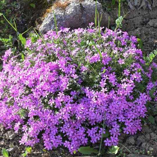 Fast-Growing Groundcovers That Keep Weeds Out (18 Picks)