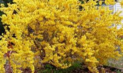 Fast Growing Shrubs for Privacy: 10 Top Picks