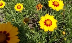 12 Flowers That Thrive on Neglect (And Still Look Stunning)