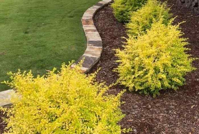 Landscape Shrubs for Front Yard