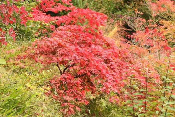 Low Shrubs in Front of House