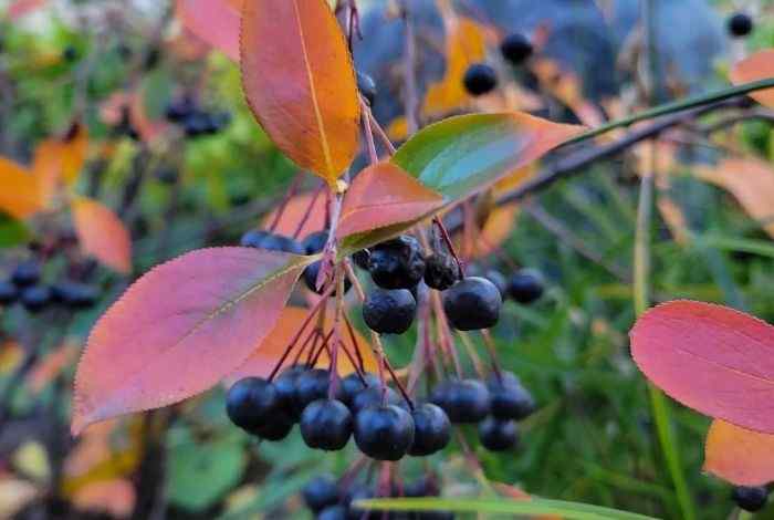 Native-Forward Shrubs for New Jersey (Top 10)