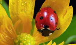 Plants That Attract Ladybugs: 7 Picks for Natural Pest Control
