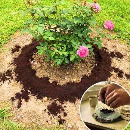 Plants That Thrive with Coffee Grounds