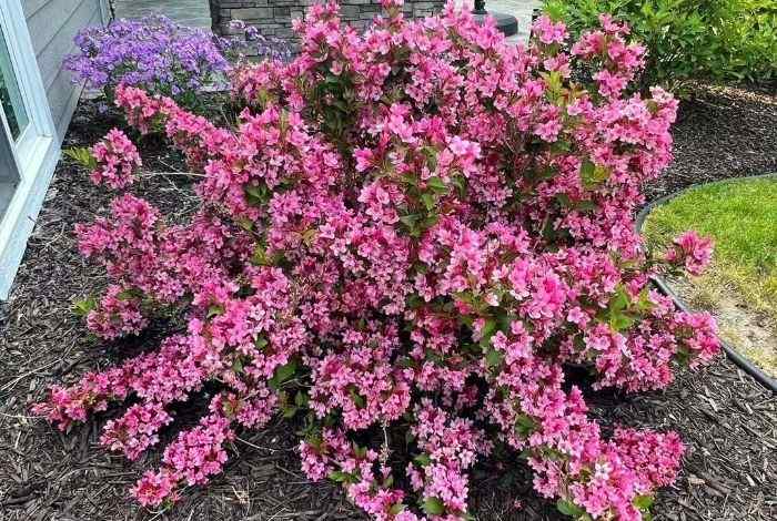 Shrubs in Front of House Full Sun Zone 5
