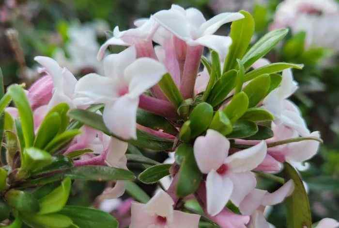 Shrubs in Pots Front Porch