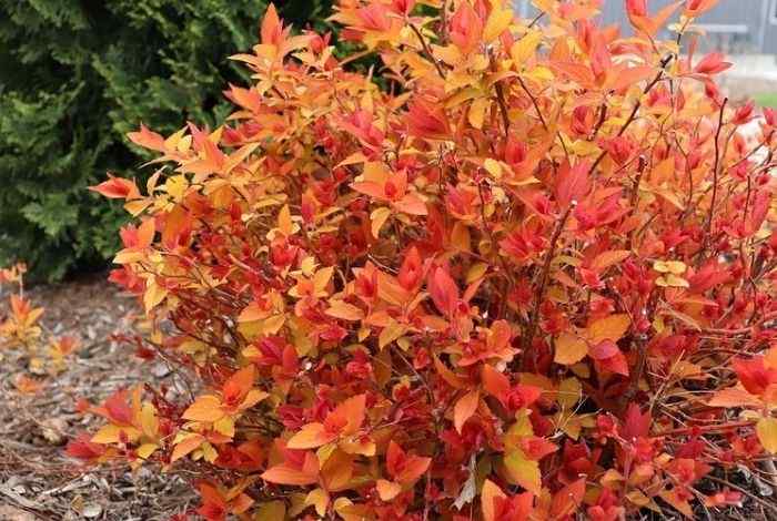 Small Flowering Shrubs