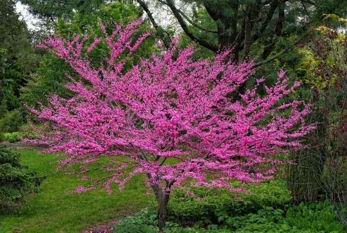 Top 10 Shrubs for California (Low Water, High Style)