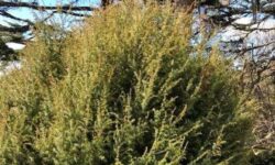 Top 10 Shrubs for West Virginia (Native + Easy)