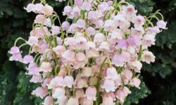 What Your Birth Flower Reveals About Your Personality