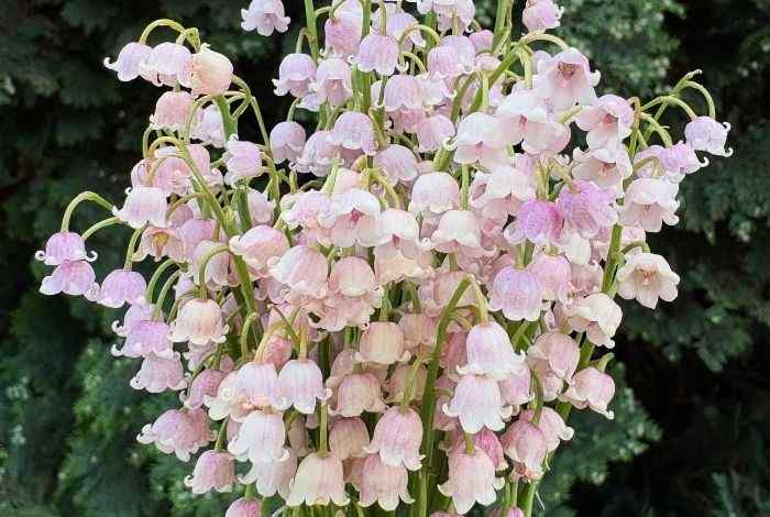 What Your Birth Flower Reveals About Your Personality