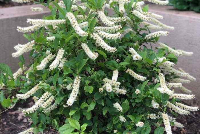 White Flowering Shrubs 10 Stunning Picks for Any Garden