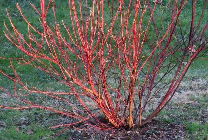 Zone 3 Shrubs for Full Sun