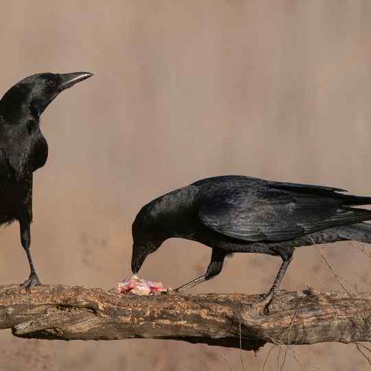 How to Attract Crows and Ravens