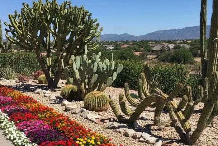 texas backyard landscaping