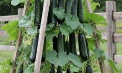 Most people get this wrong—here’s the right way to build a cucumber trellis